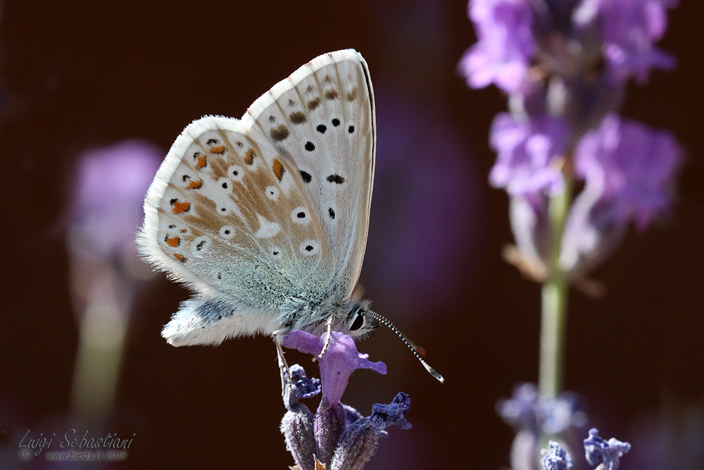 Polyommatus coridon